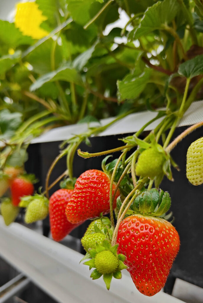 Vertiberry, Sollum join for new greenhouse project