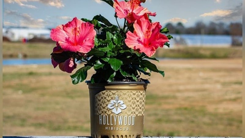 J. Berry Nursery Ends Hollywood Hibiscus Container Requirements