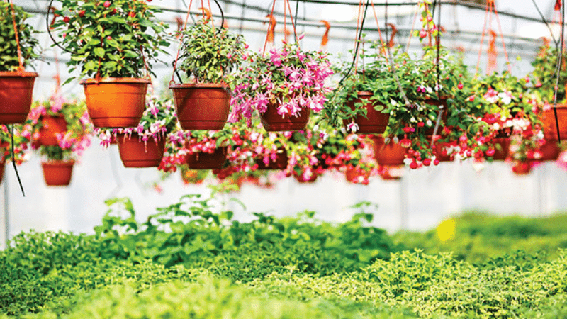 Trend report: New gardeners to moderate spending in 2025