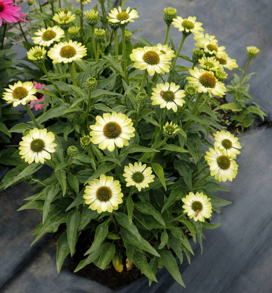 Terra Nova Nurseries earns top honors at plant trials