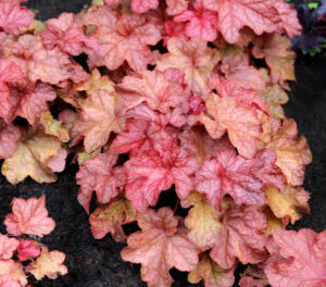 Heuchera 'Peach Smoothie'. Terra Nova Nurseries.
