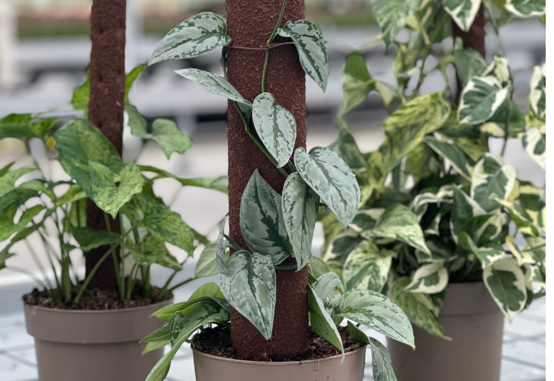 Sustainable climbing poles introduced for houseplants