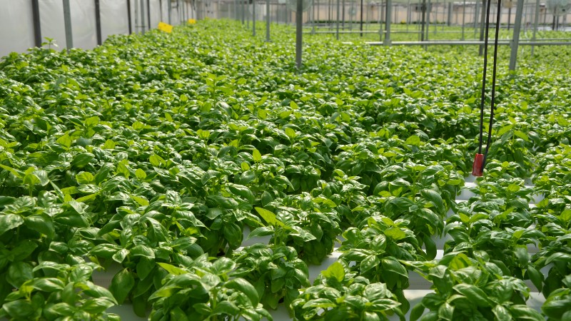 MSU-Led Team Studies Expansion of U.S. Culinary Herb Production