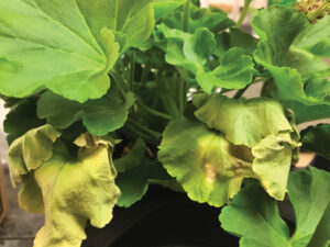 Bacterial blight on geranium