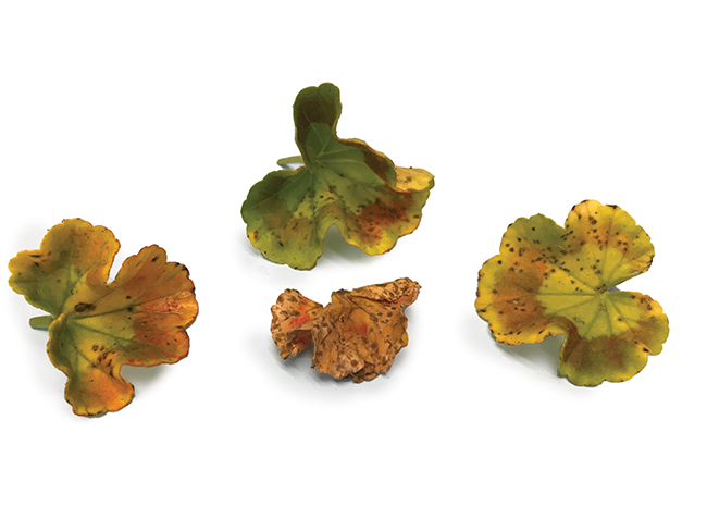 Bacteria & Viruses Having a Field Day This Year