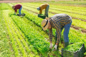 Survey finds 70% of farmers cannot afford enough fertilizer for the year
