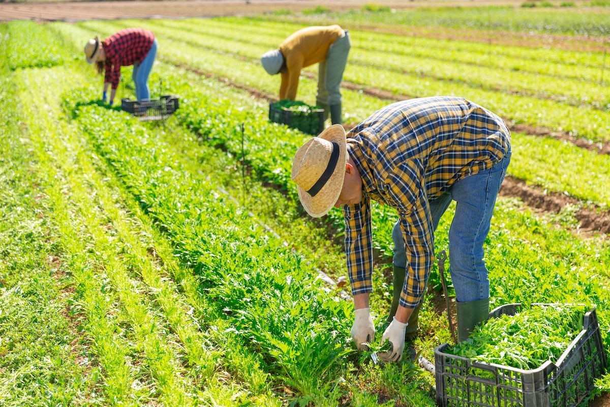 Team of gardeners picking mizuna at leafy vegetables farm, seasonal horticulture