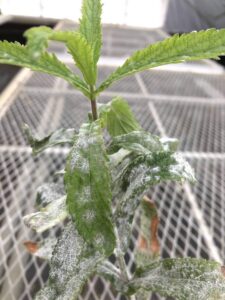 Verbena powdery mildew