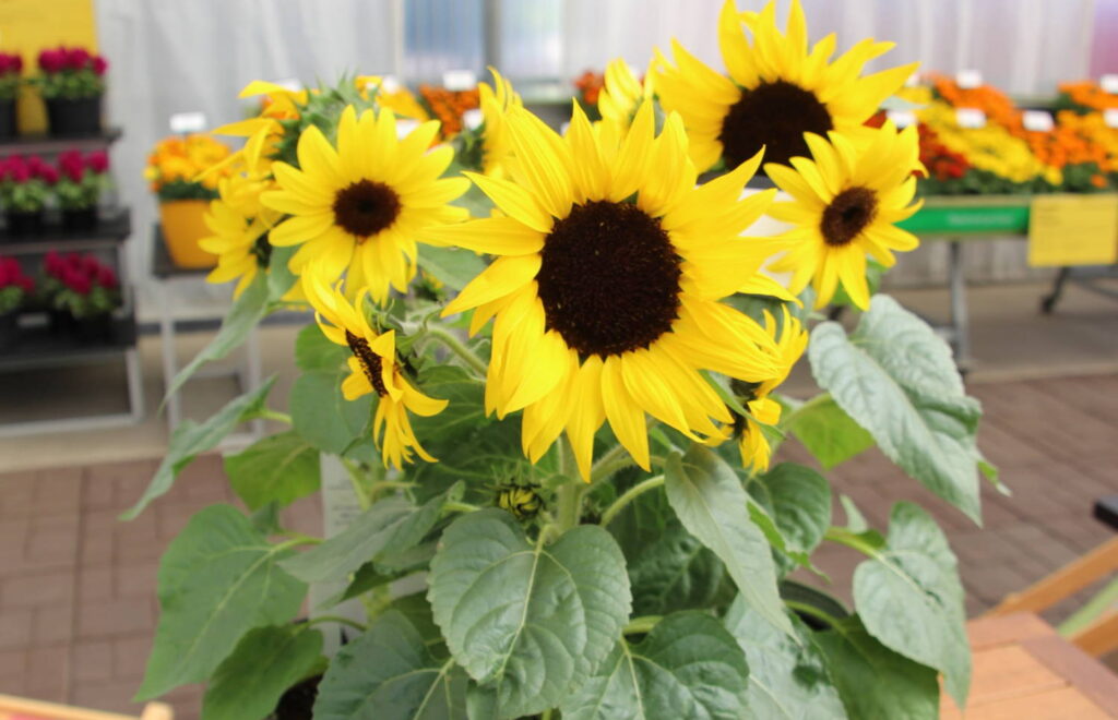 Storytelling at the Trials