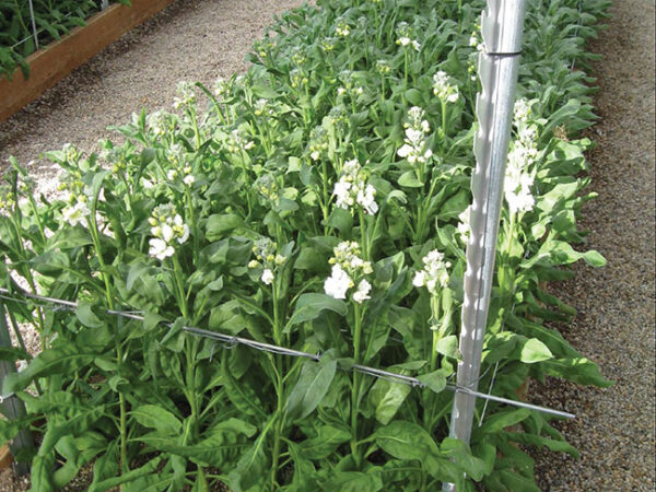 Matthiola Champion ‘Lavender’ grown under an 11-h short dayrespective photoperiods. Photos by Roberto Lopez.