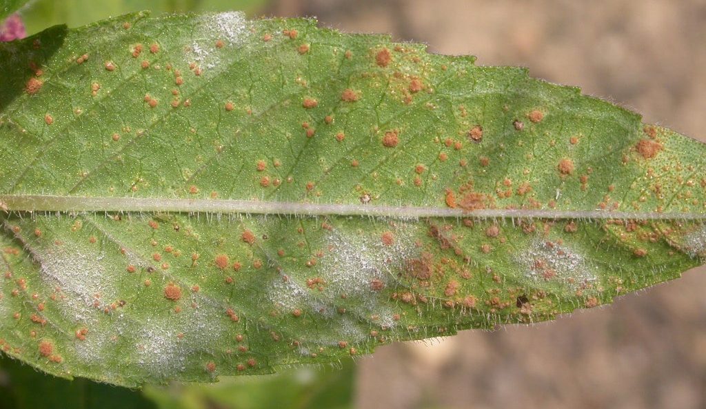 Perennial Problems with Mildew, Rust and White Smut