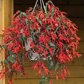 American Garden Award Announces 2012 Winners