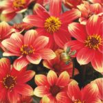 Dahlia x hybrida Dahlegria Red Yellow Bicolor 