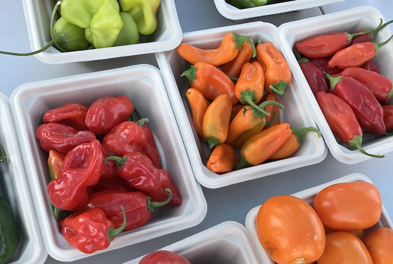 NGB Members to Host California Summer Vegetable Trials