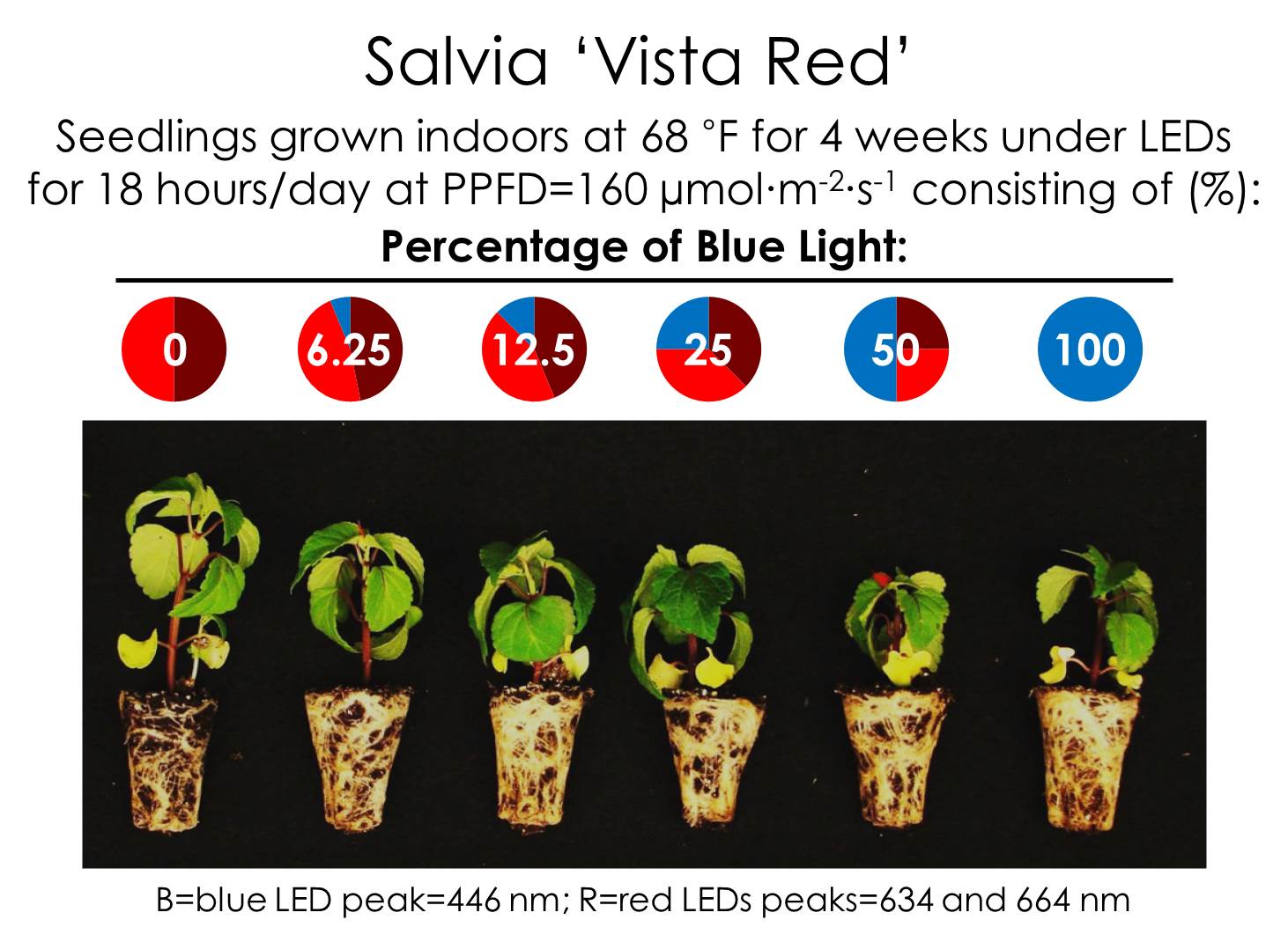 Effects of Blue Light on Plants - Greenhouse Product News