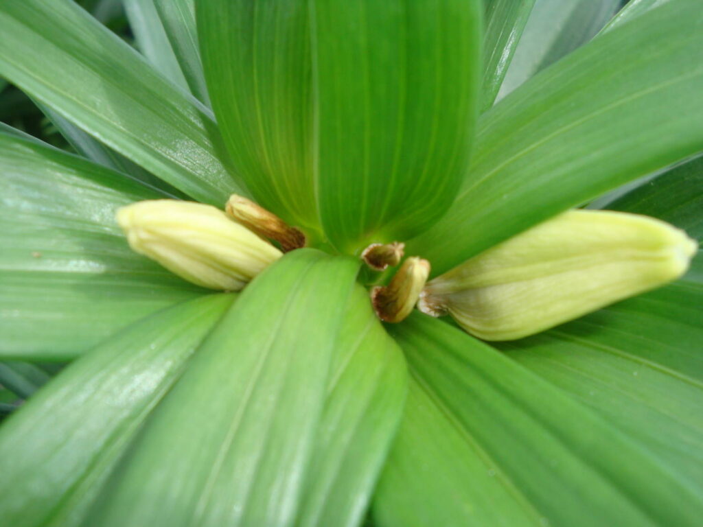 Causes of Flower Bud Abortion