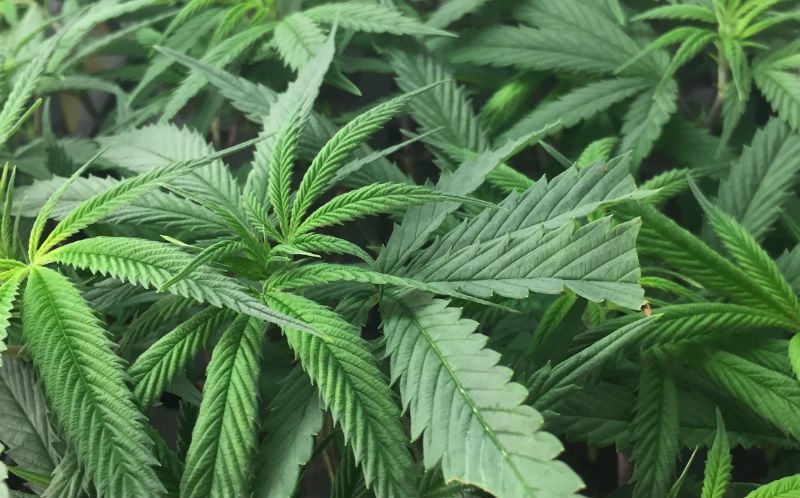 High on Breeding New Cannabis Strains