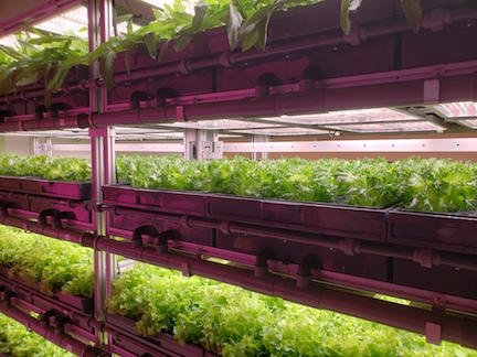 Crops Suitable for Vertical Farming