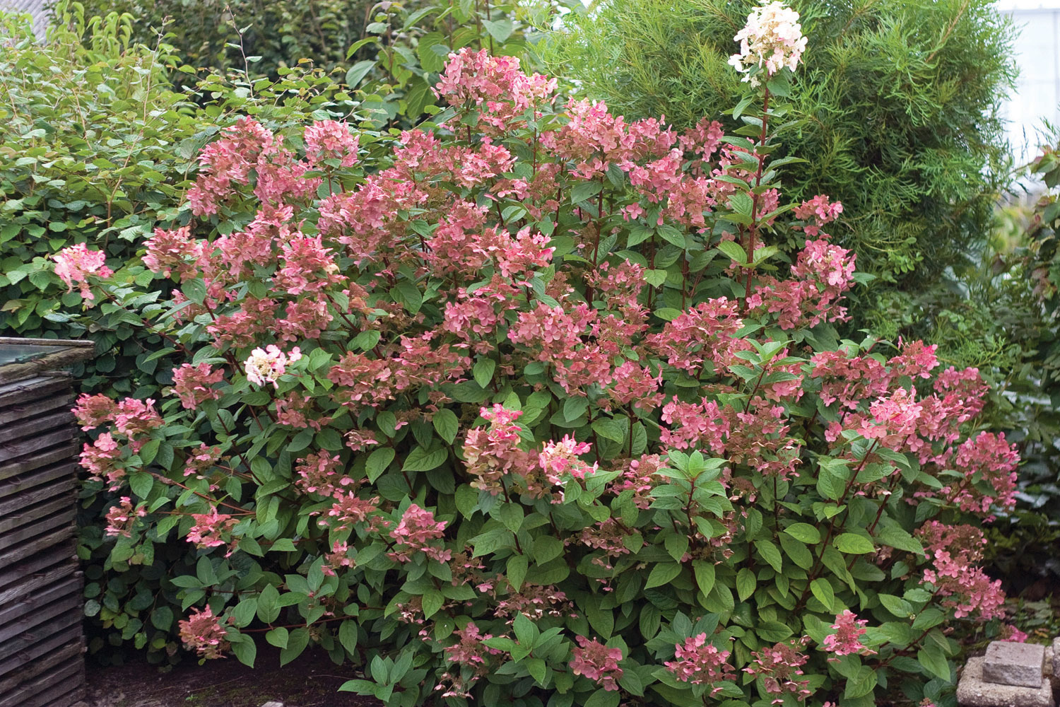 Hydrangea Quickfire - Spring Meadow Nursery - ASCFG