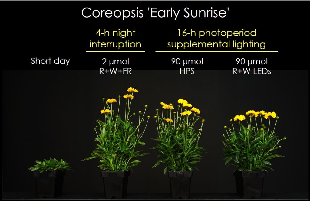Height Control of Perennials: What Works and What Doesn’t