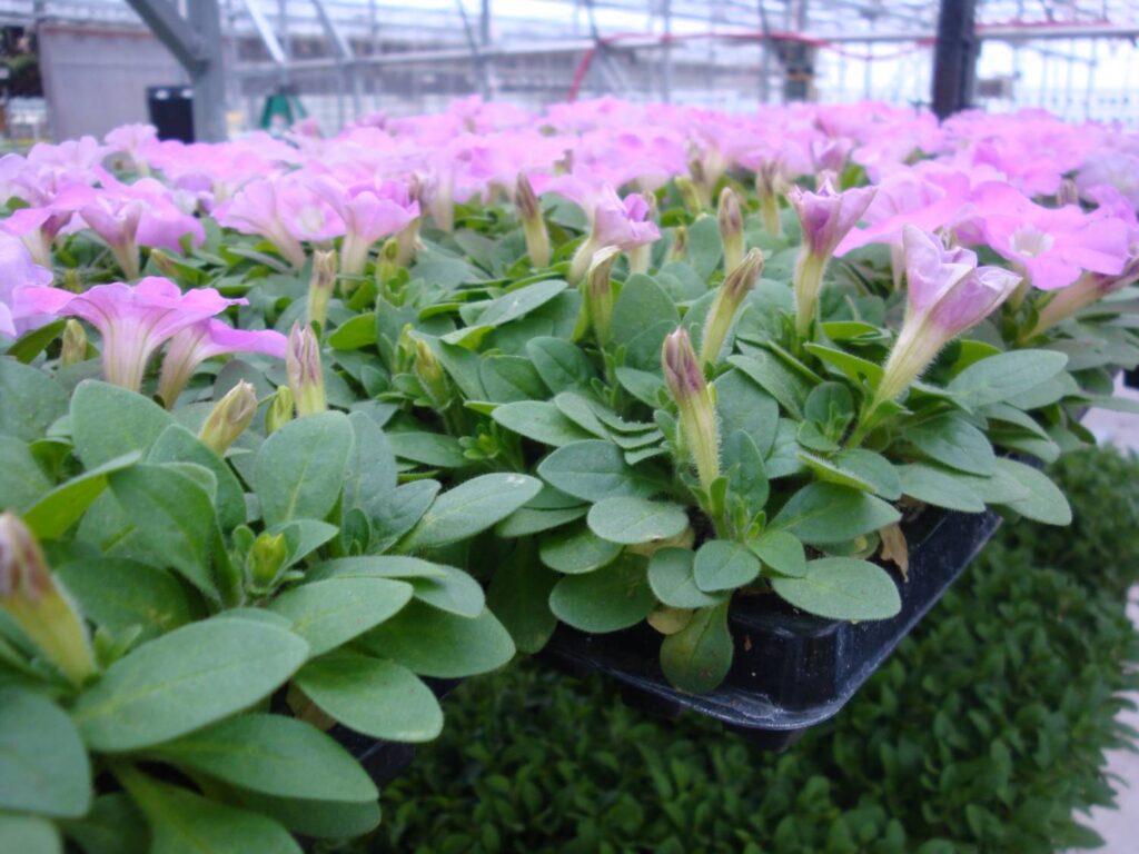 How to Produce Poor-Quality Floriculture Crops