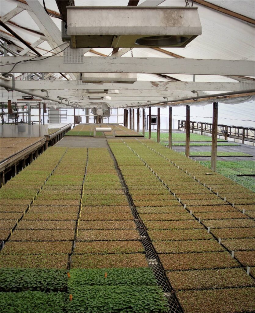 Greenhouse Energy Efficiency Tips