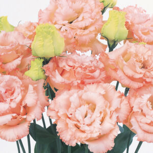 lisianthus Voyage - Sakata