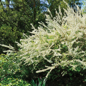 spirea Bridal veil