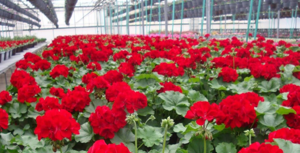Maximizing Photosynthesis, Minimizing Respiration