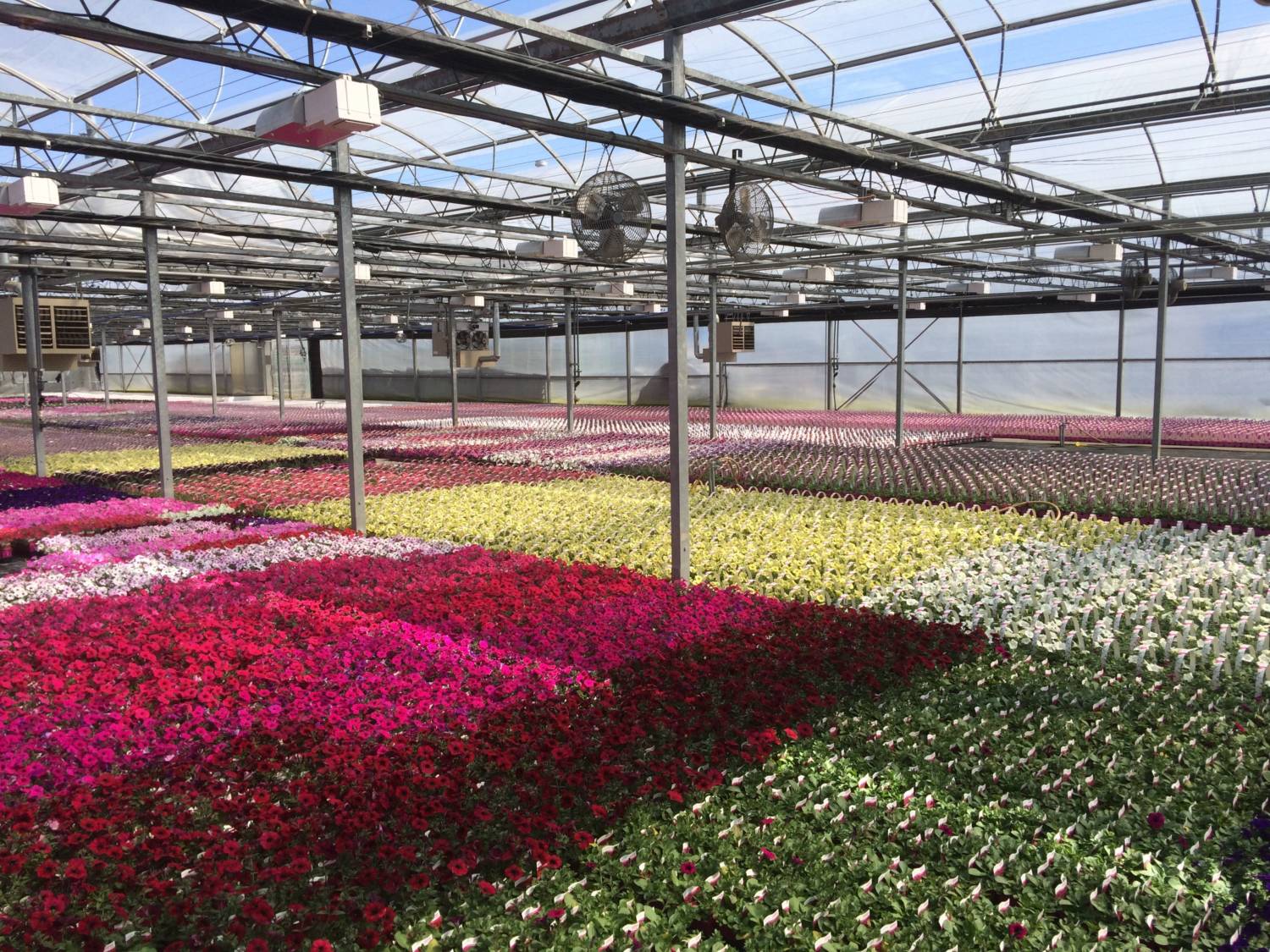 Greenhouse supplemental lighting