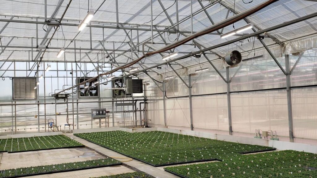 LEDs: More than μmol×J–1