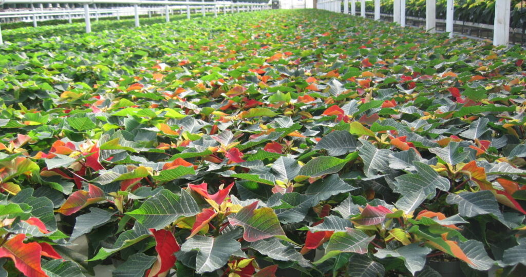 Strategies to Shorten Crop Production Time
