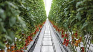 Red Sun Farms relies on on vertical integration for success. Photo courtesy of Red Sun Farms.