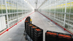 Harvested tomatoes in bins from Red Sun Farms