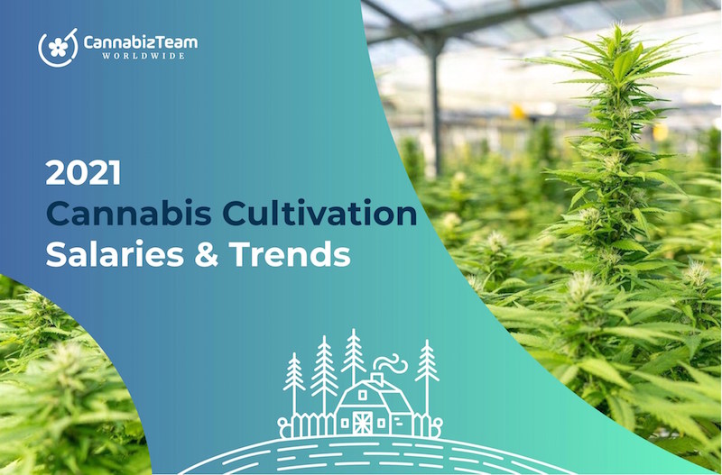 Cannabis Cultivation Industry Sees Salary Growth in 2021