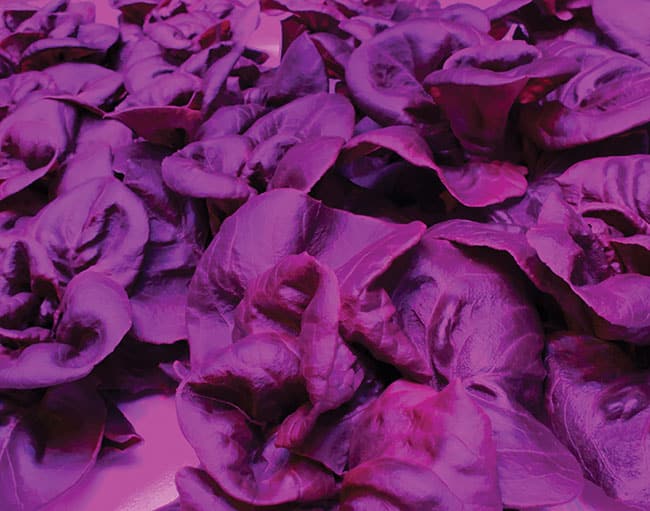 Technically Speaking: Futuristic Light(ing) in Horticulture