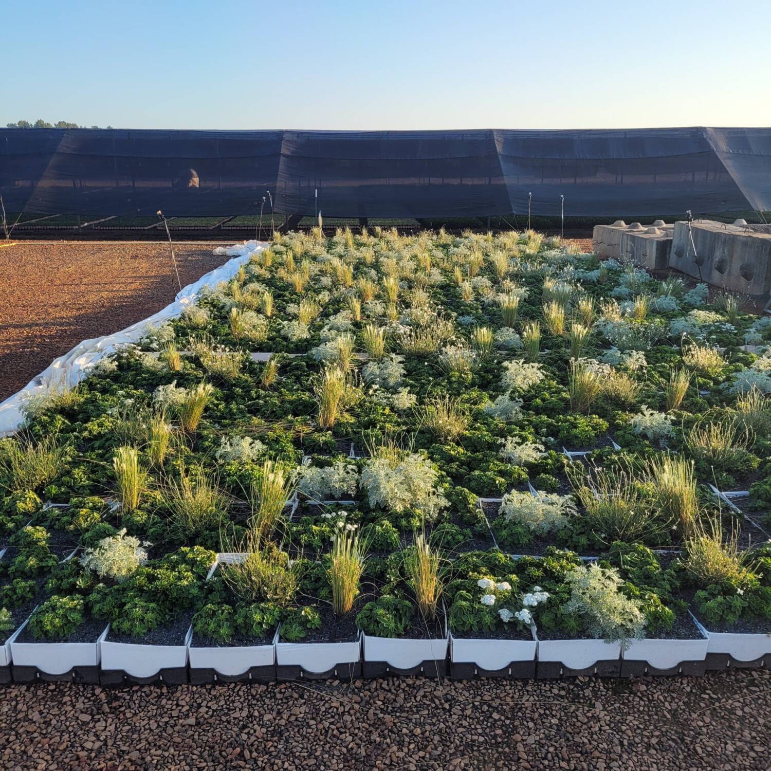 Liveroof brand greenroof modules with a mixture ofsucculents, perennials and grasses.