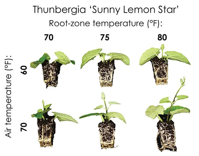 Technically Speaking: Several Consequences of Growing Too Cool