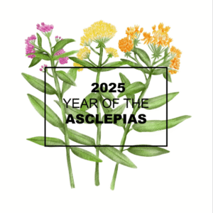 NGB's 2025 "Year of the" Asclepias. Photo courtesy of National Garden Bureau.