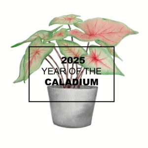 NGB's 2025 "Year of the" Caladium. Photo courtesy of National Garden Bureau.
