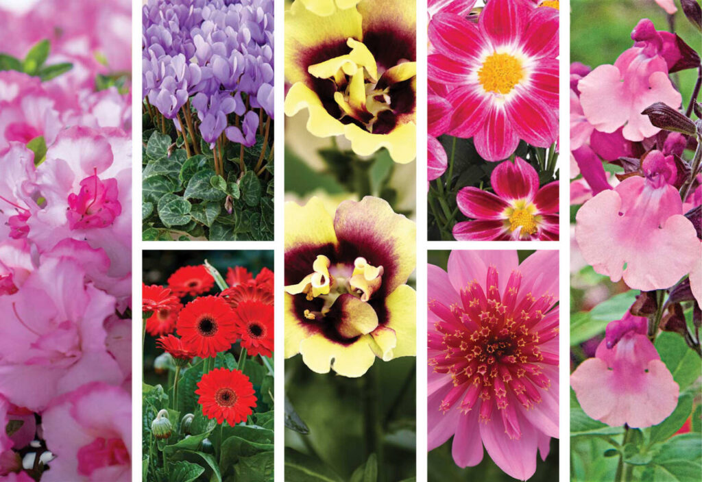 SAF seeks entries for 2025 Marketer of the Year