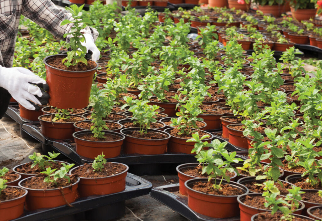 Greenhouse labor outlook for 2026