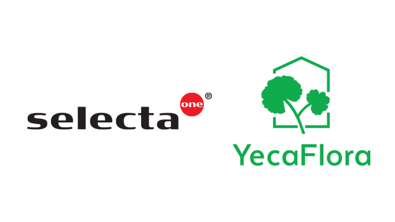 25 Selecta One geraniums available from YecaFlora