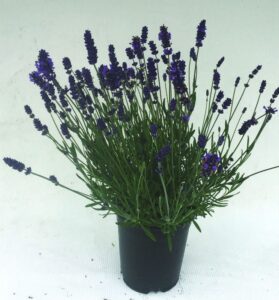 'Ellagance Purple'