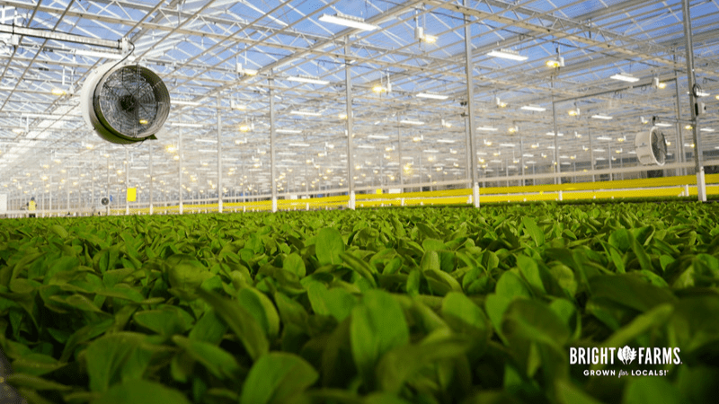 BrightFarms builds regional salad greenhouse hubs