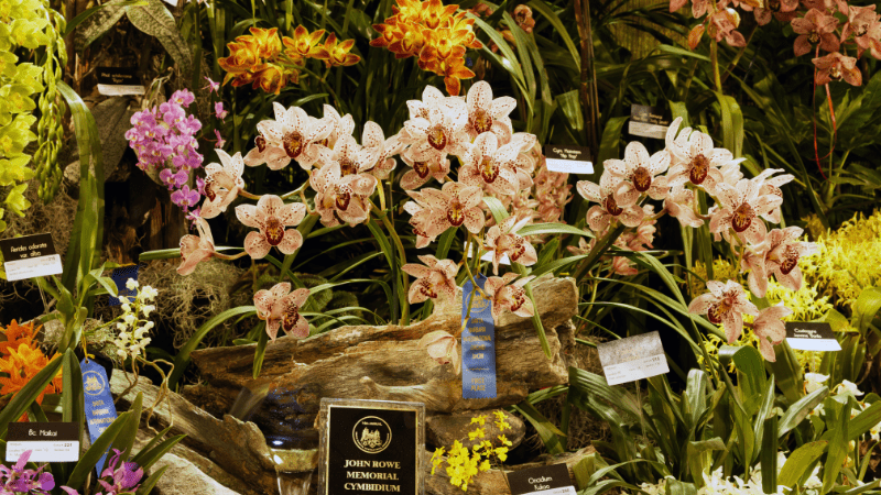 76th annual Santa Barbara International Orchid Show starts Friday
