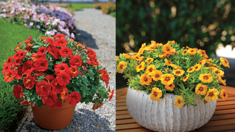 Sakata forms global flower division for growth