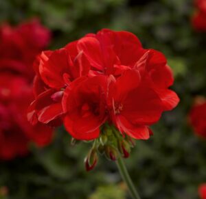 Moxie! Scarlet from Syngenta Flowers