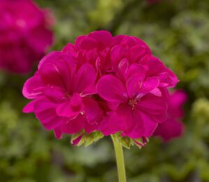 Moxie! Deep Rose from Syngenta Flowers