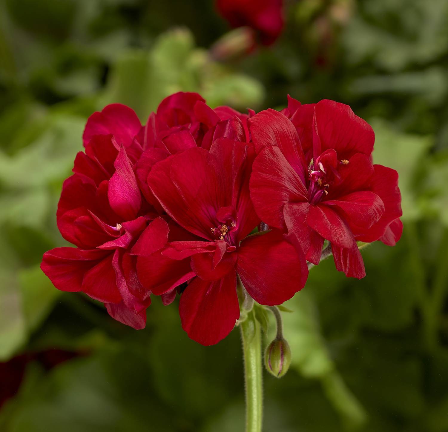 Small Containers Get BIG COLOR with Moxie! - Greenhouse Product News